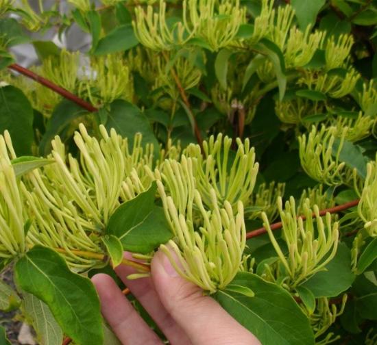 普洱菊花种植基地