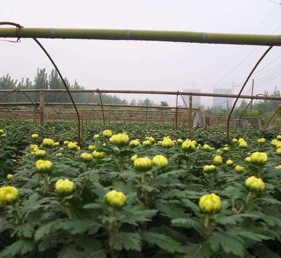 普洱菊花种苗基地